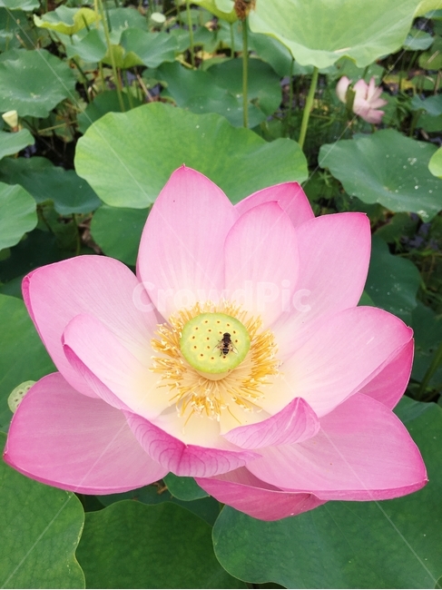 꽃,분홍꽃,분홍색,자연,식물,연꽃,꽃등에,식물,자연,plants,nature,꽃,flower
