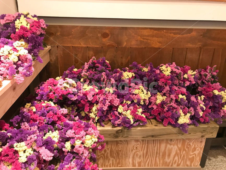 꽃,핑크색,보라색,생화,꽃다발,화,flower,노란색,노랑,보라,purple,violet,바이올렛,퍼플,꽃,flower
