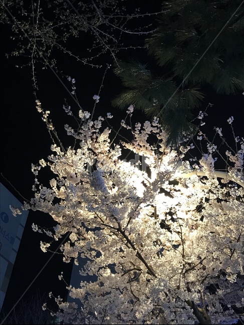 벚꽃,벚꽃나무,자연,night,tree,nature