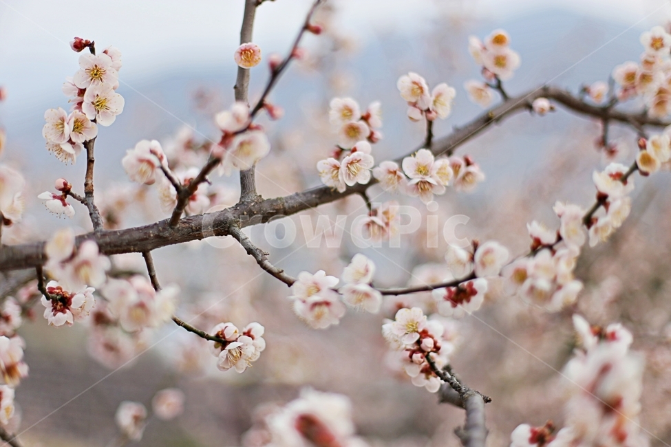 hadong,하동,매화축제,매화,매화꽃,꽃,flower,봄,계절,spring,season,식물,자연,plants,nature,꽃,flower,plant,blossom