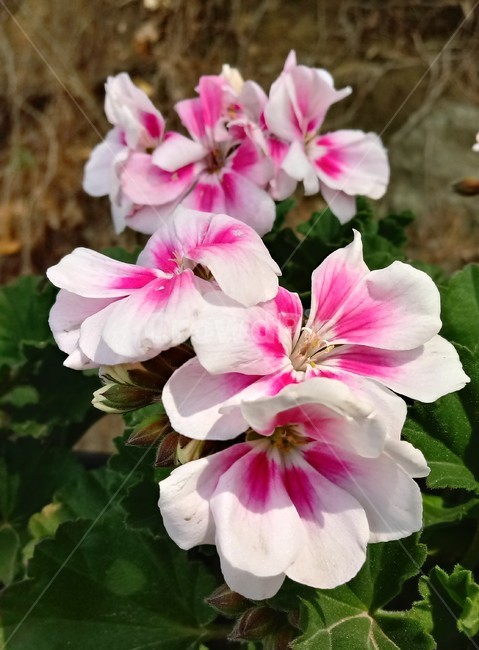 제라늄,양아욱,제라니움,geranium,쥐손이풀과,꽃아욱,관상용