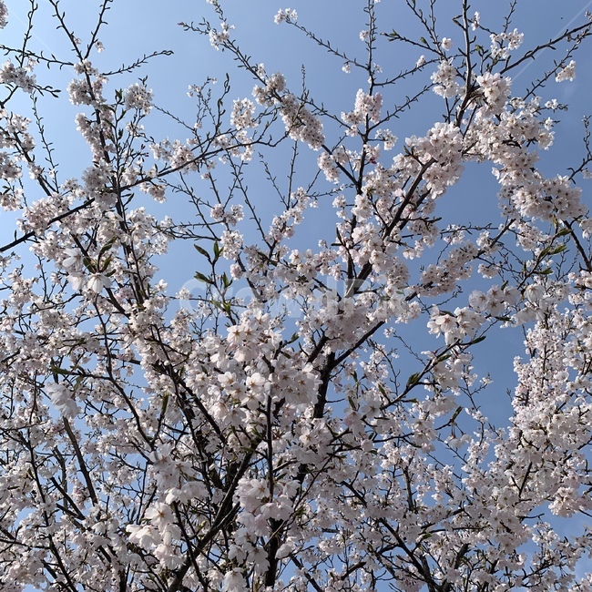 벚꽃나무,하늘,흰색,팝콘,푸르다