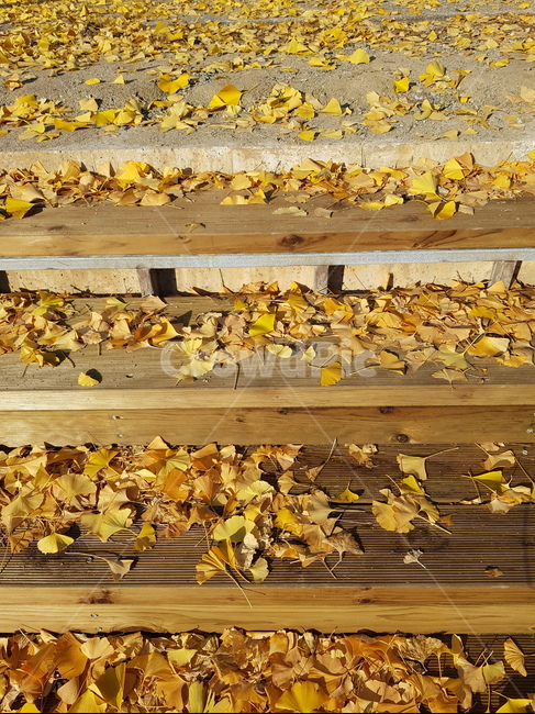 낙엽,은행잎,계단,가을,노랑,가을,계절,fall,autumn,season,wood,나무