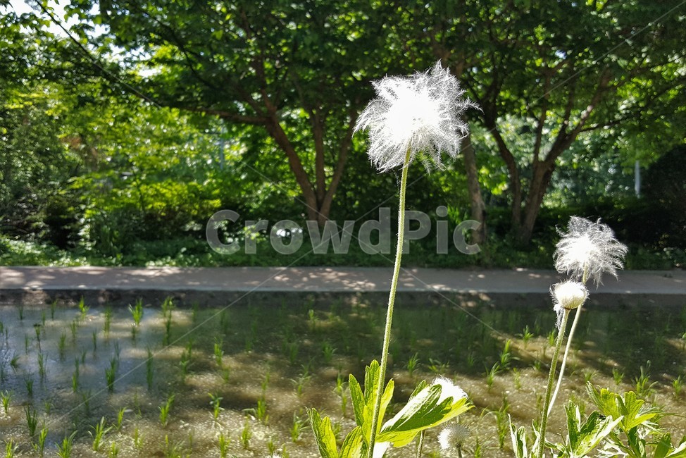할미꽃,꽃,자연,식물,토종식물,봄,plant,암술,수술,Pulsatillakoreana,한국특산,백두옹,독초,강장제,화왕계,여러해살이풀,미나리아재비과,쌍떡잎식물,흰털,할머니머리카락,흰머리,노인,꼬부랑,한방약재,할머니