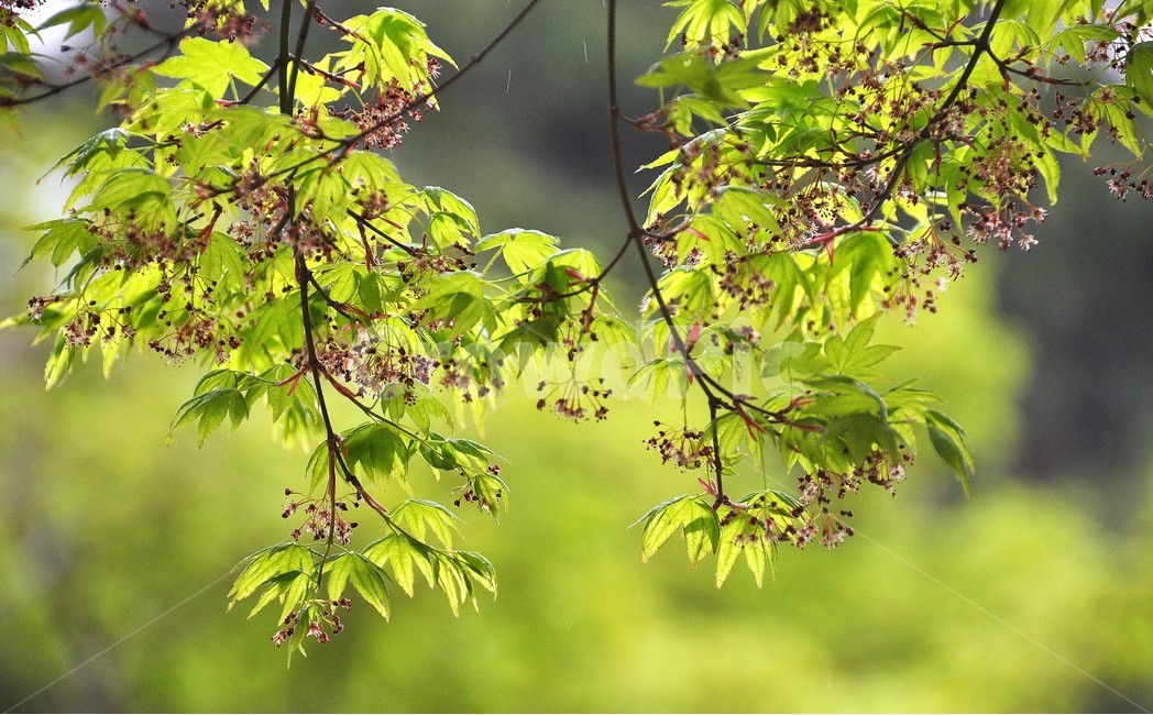 식물,자연,봄,정원,숲,식물,자연,plants,nature,꽃,flower