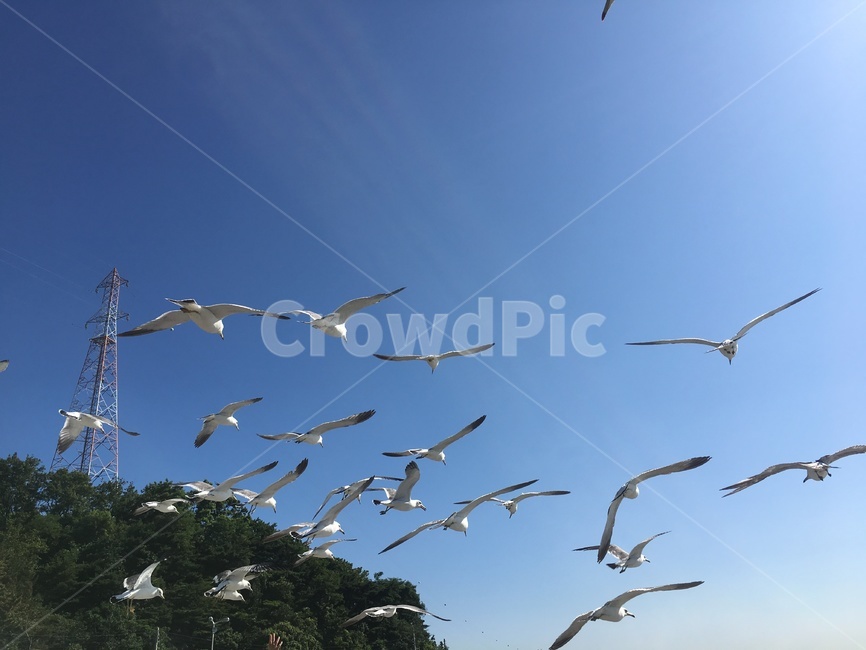 갈매기,갈매기떼,바다,새,하늘,동물,animal,조류,새,birds