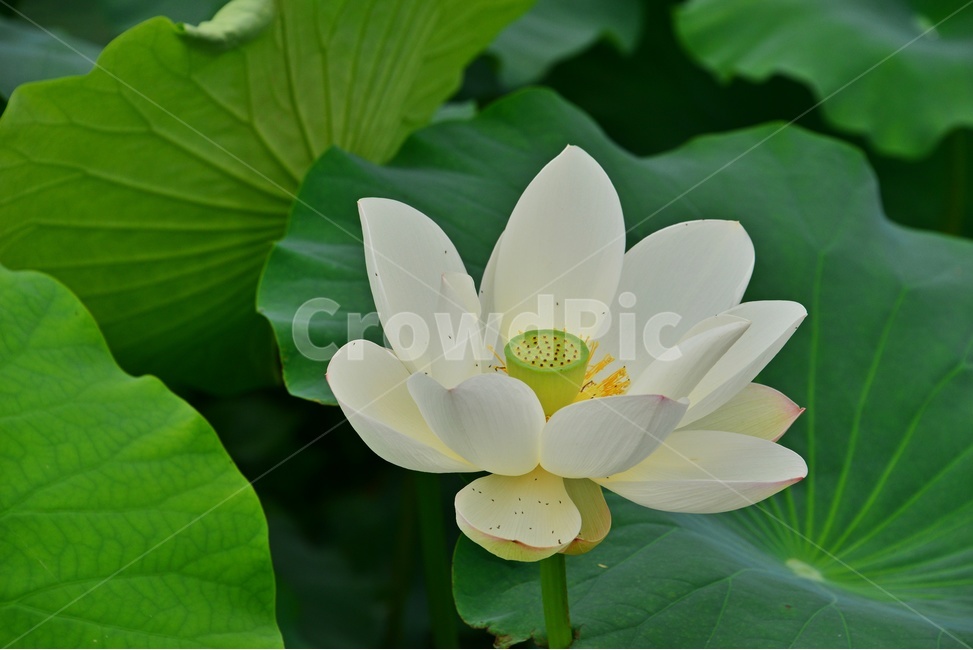 blossom,flower,꽃,plant,식물,연꽃,수련,백련,연잎