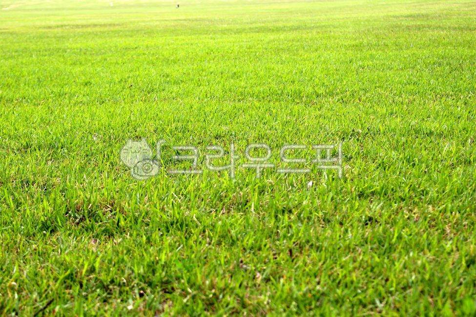 식물, plant, 잔디, 잔디밭, grass, 사진,이미지,일러스트,캘리그라피 - benjamin작가