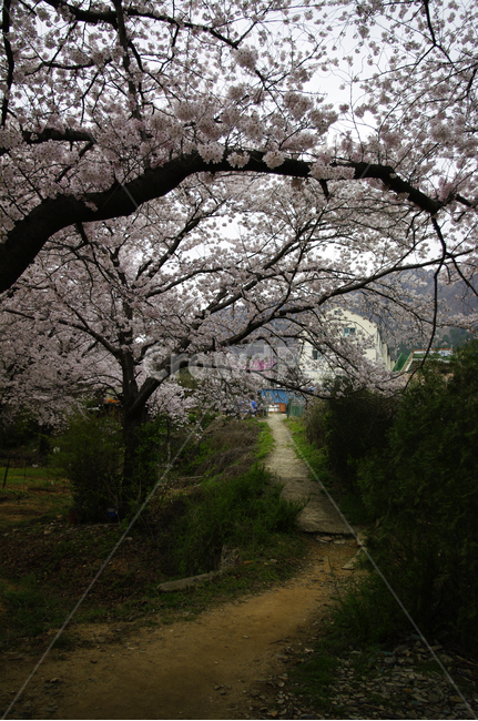 벚꽃,나무,꽃,봄,식물,flower,plant,봄,계절,spring,season,blossom,cherry blossom
