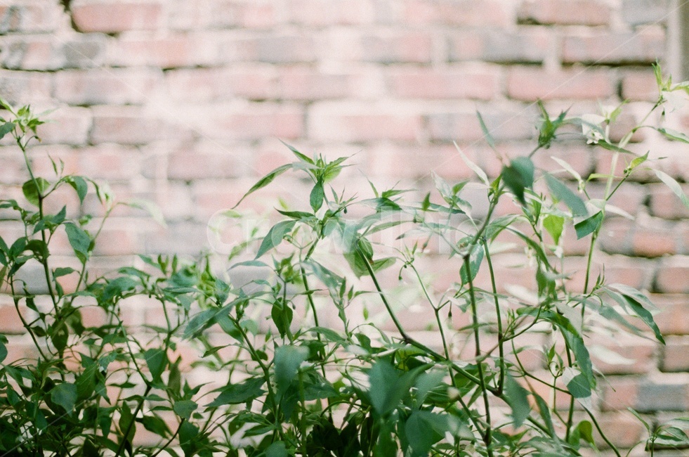 여름,고추,벽돌,마당,햇살,필름사진,풍경,자연,채소,식물,자연,plants,nature,감성,sensible,feeling
