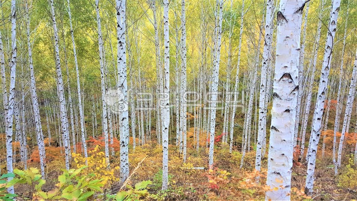 Autumn birch forest,birch tree,forest,viscount,Autumn Homework,nature,tree scenery,birch forest,Birch tree scenery,tree,autumn birch tree