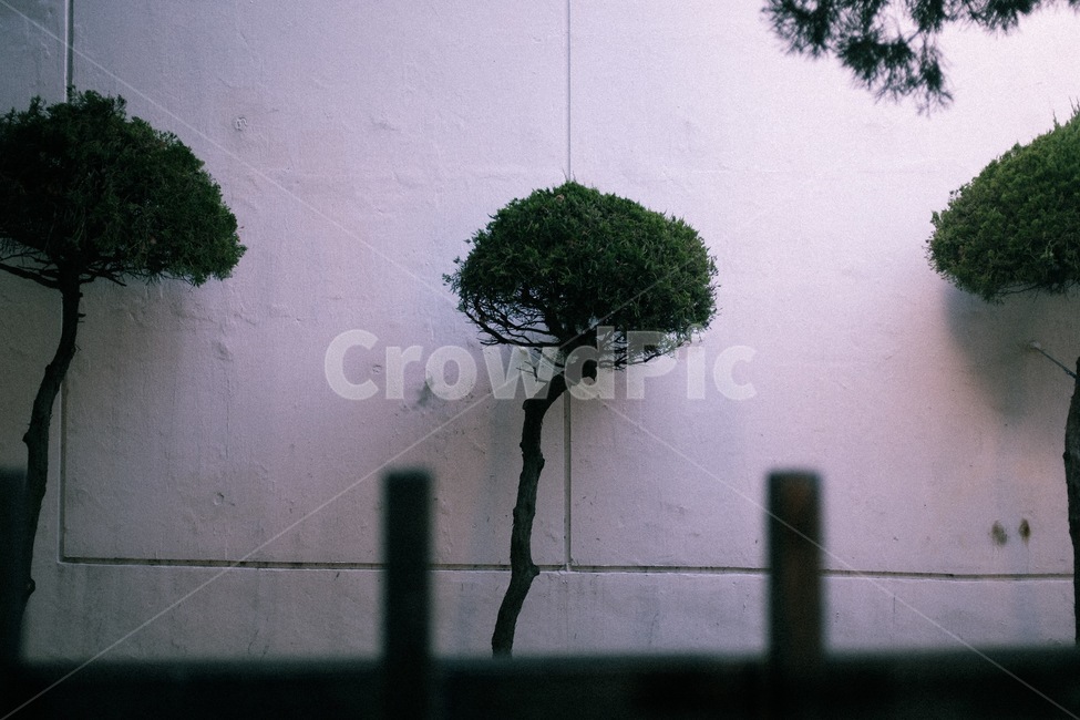 plant,tree,나무,식물,소나무