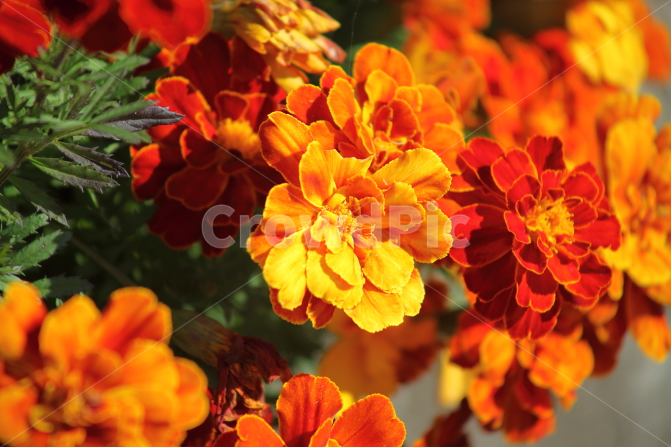 메리골드,꽃,식물,marigold,국화과,만수국,식물,자연,plants,nature,꽃,flower