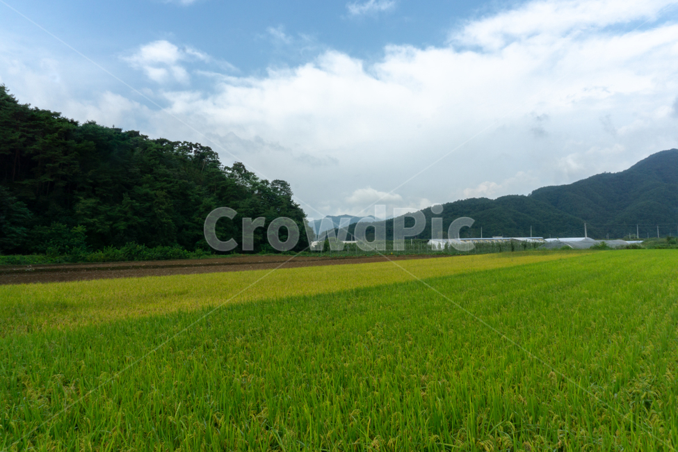 자연,풍경,논,하늘,산,sky,blue,field,rice,cloud,white,summer,landscape,clouds,beautiful,paddy,green,agriculture,grass,view,nature,natural,travel,outdoor,sunny,sunlight,meadow,rural,weather,countryside,산업,industry,industrial,농업,농사,agriculture,farming,farming industry