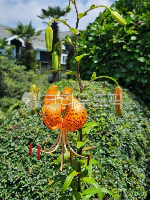 꽃,아름다움,푸르름,향기,자연