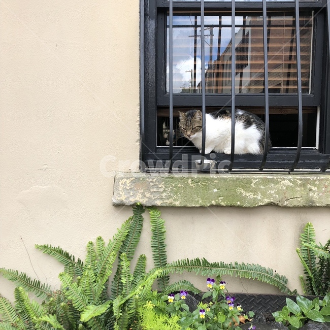 길고양이,냐옹이,창문,고양이,cat,풀,꽃,자연,풍경,길냥이