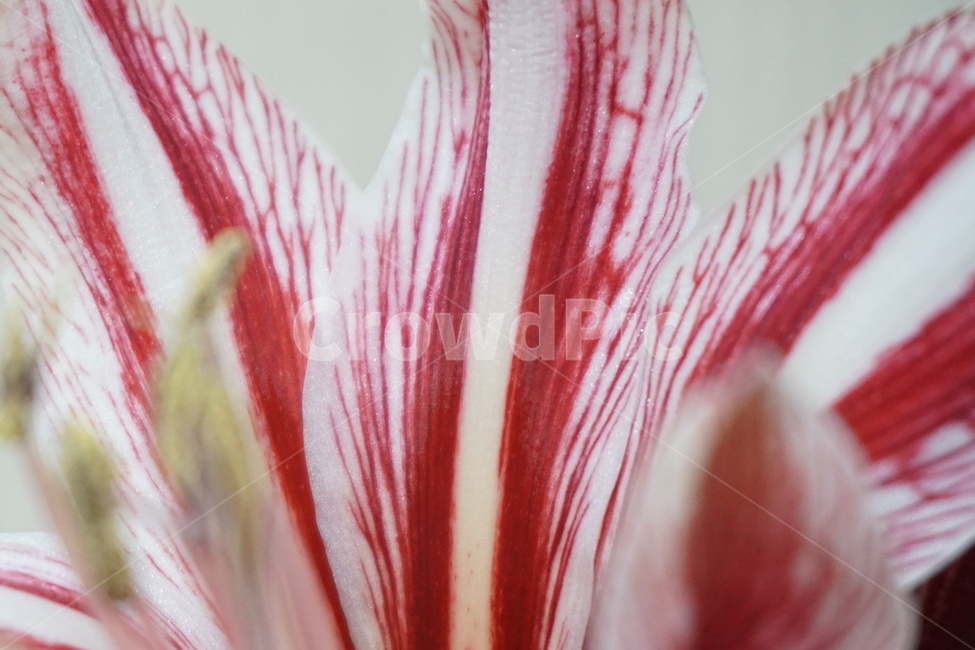 난,꽃,식물,flower,plant,nature,자연,식물,자연,plants,nature,꽃,flower