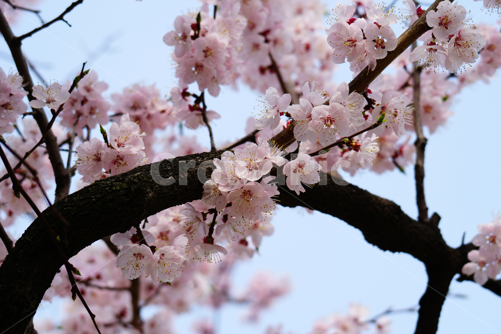 살구나무꽃,봄꽃,한국자연,꽃,꽃사진,플라워,flower,봄,spring,식물,plants,자연,nature,풍경,landscape,계절,season,snap,스냅,접사,macro,closeup,클로즈업,감성사진,감성,힐링,healing,느낌,feel,feeling,꽃밭,화단,나무,나뭇가지,tree,꽃봉오리,4월,April,살구나무,살구꽃,봄,계절,spring,season,식물,자연,plants,nature,꽃,flower,plant,blossom