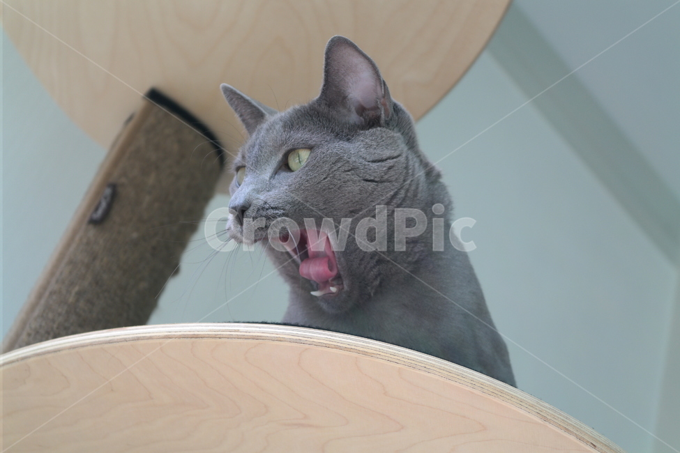 러시안블루,러블,고양이,회색,집,냥이,집사,러시아,동물,animal,포유류,mammal,고양이,cat,kitten,kitty