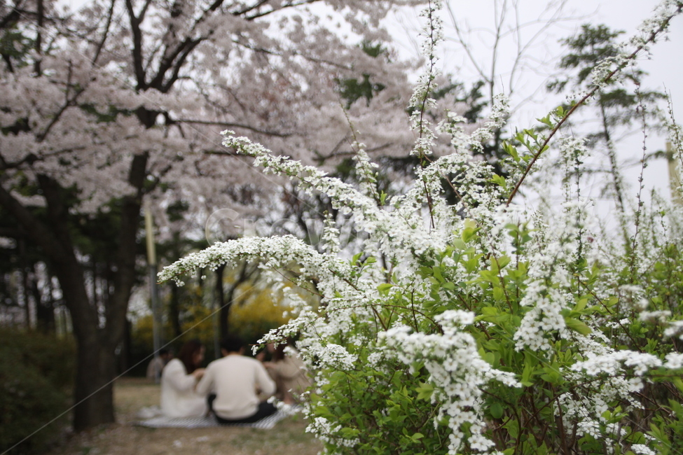 꽃놀이,소풍,꽃,피크닉,봄,벚꽃,계절,spring,season,flower,cherryflower,picnic