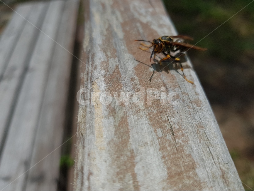벌,벤치,곤충,말벌,공원,동물,animal,곤충,벌레,insect,bug