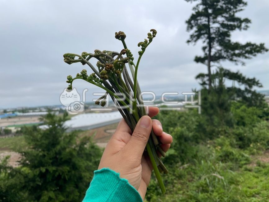 고사리,제주고사리,brackenfern,bracken,생고사리,pteridium
