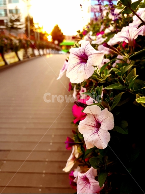 blossom,꽃,geranium,식물,flower,식물,자연,plants,nature,꽃,flower