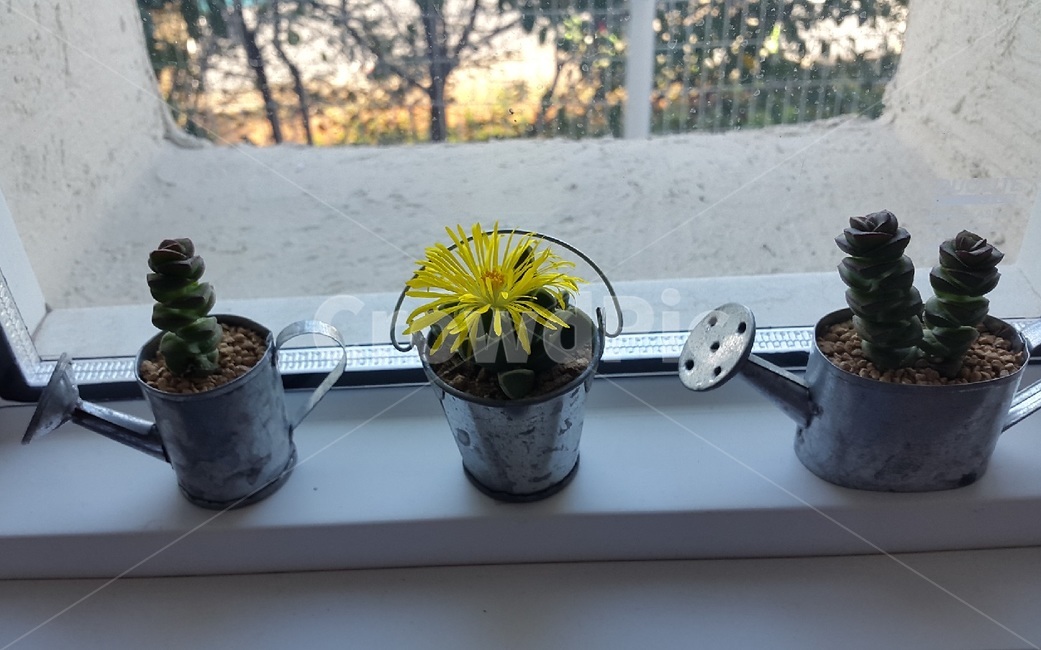 다육이,다육식물,선인장,식물,화초,식물,자연,plants,nature,실내용화초,화분,화초,house plant