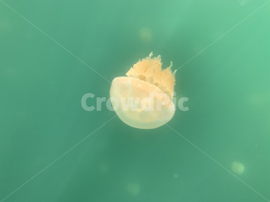 해파리,바닷속,해양생물,바다,물,sea,jellyfish