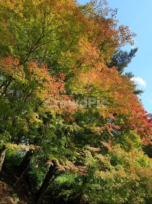 단풍,낙엽,가을날씨,감성,sensible,가을하늘,fall,나무,tree,가을풍경,하늘