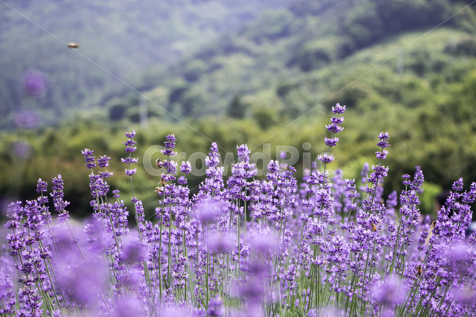 라벤더,꽃,식물,잎,보라색,배경,백그라운드,줄기,바이올렛,라벤다,식물,자연,plants,nature,꽃,flower