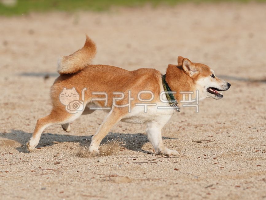 active,wonderful,cute,speed,outdoor,running,Pets,shibainu,outdoors,puppy,Shiba Inu,animal,pet dog,mammalia,dog,pet