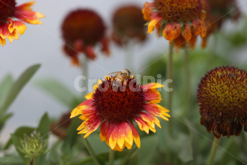 꽃,벌,꿀벌,식물,동물,자연,풍경,식물,자연,plants,nature,꽃,flower,동물,animal,곤충,벌레,insect,bug