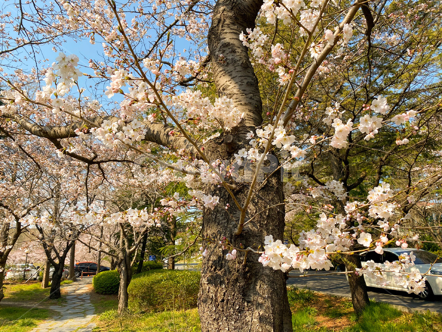 벚꽃,봄꽃,꽃,봄,식물,plant,flower,nature,자연,blossom