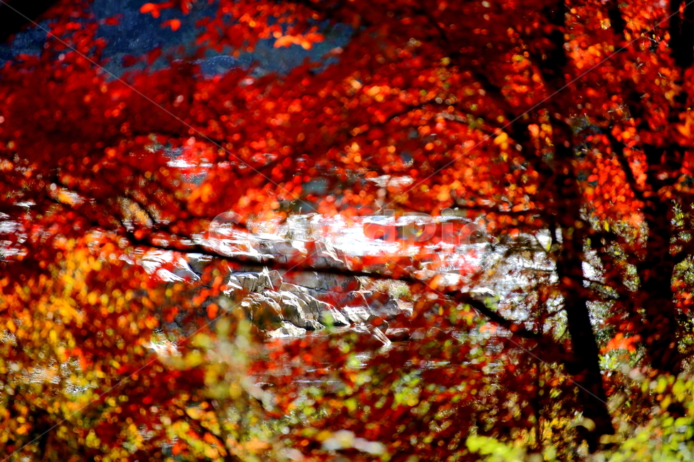 단풍,가을,풍경,낙엽,나무,붉은색,단풍나무,plant,식물,tree,leaf,잎,maple,단풍잎,가을,계절,fall,autumn,season