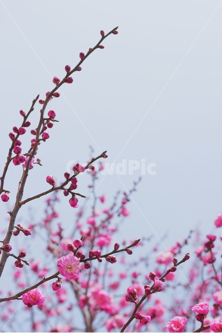 홍매화,매화,꽃,봄,하늘,sky,flower,plum,plumblossom,봄,계절,spring,season,식물,자연,plants,nature,꽃,flower,plant,blossom