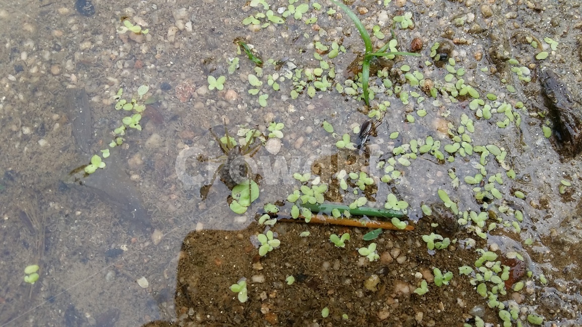 거미,거미알,논생물,거미생태,논거미,동물,animal,곤충,벌레,insect,bug