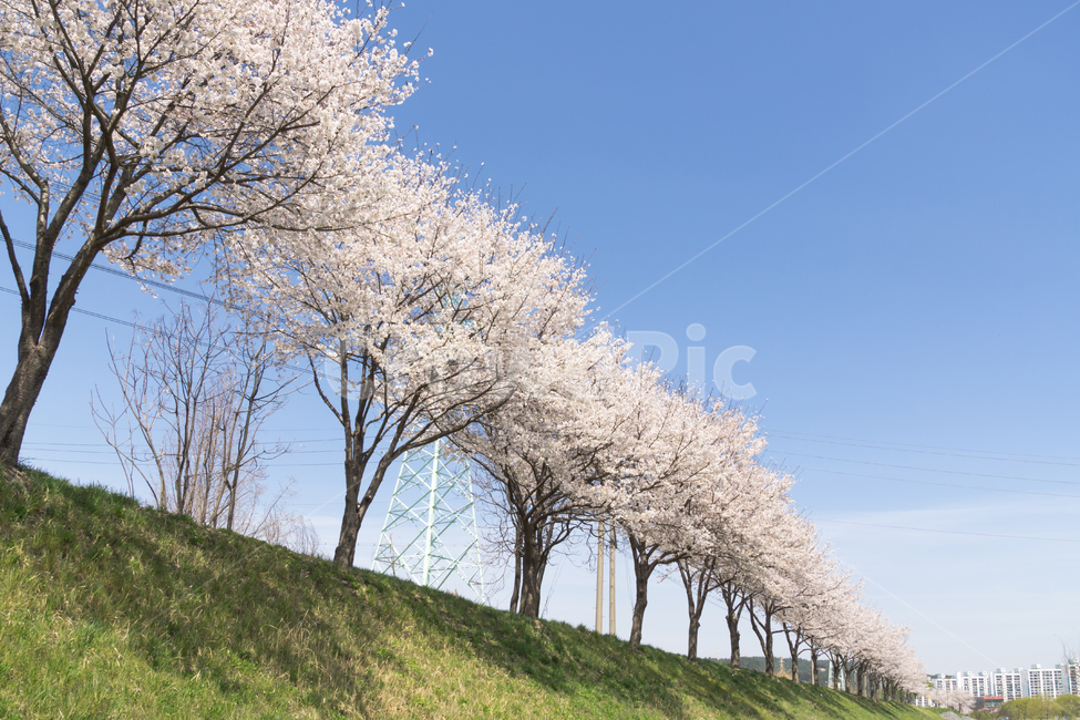 봄,벚꽃,나들이,봄꽃,꽃,감성,자연,풍경,cherryblossom,개화,식물