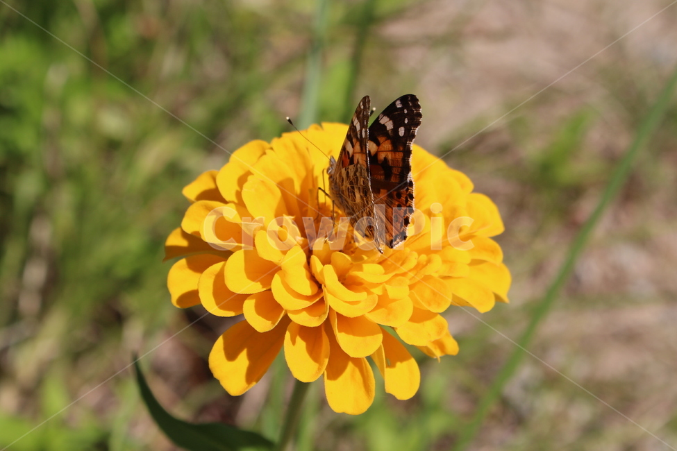 가을,들꽃,백일홍,나비,꽃,식물,자연,plants,nature,꽃,flower,동물,animal,곤충,벌레,insect,bug