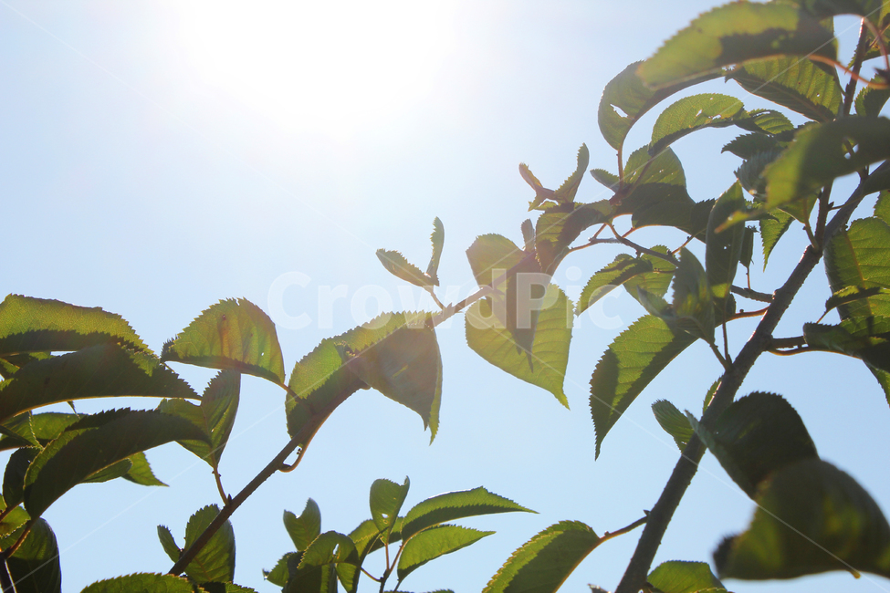 나무,나뭇가지,나뭇잎,잎,잎사귀,로우앵글,로우,어두운,dark,tree,leaves,leaf,low,lowview,light,lighting,sun,sunlight,sky,blue,하늘,빛,태양,햇빛,자연,nature,plant,식물,그린,녹색,green,식물,자연,plants,nature