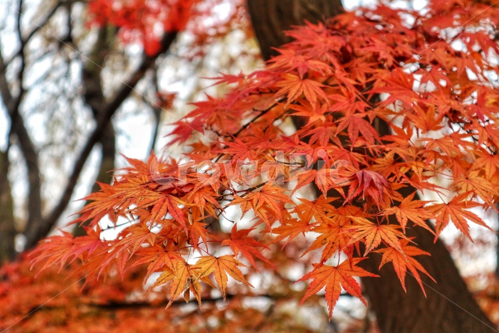 단풍,maple,가을,leaf,낙옆,가을,계절,fall,autumn,season,식물,자연,plants,nature,잎,plant,tree,나무