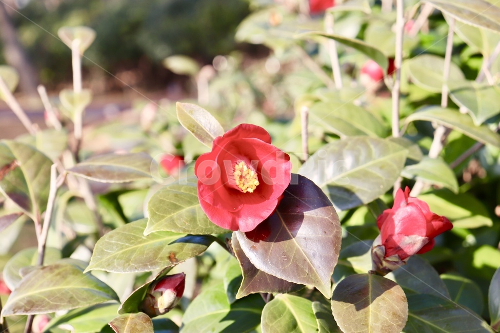 plant,꽃,flower,동백꽃,blossom