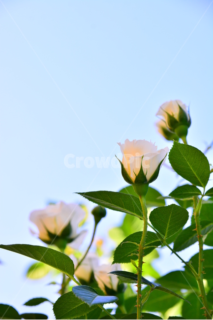 장미,장미꽃,로즈,꽃,아름다움,예쁜,플라워,데코레이션,꽃송이,꽃잎,feeling,rose,flowers,5월,계절의여왕,가시,가든,정원,앞뜰,장미원,장미축제,BEAUTIFUL,plant,garden,꽃밭,수많은,크림색장미,하얀색장미,세로사진,식물,자연,plants,nature,꽃,flower
