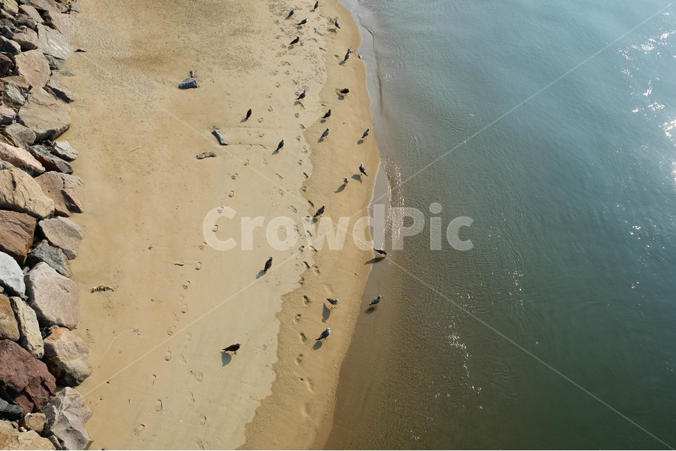 해변,모래,갈매기,바다,풍경,beach,sand,seagull,nature