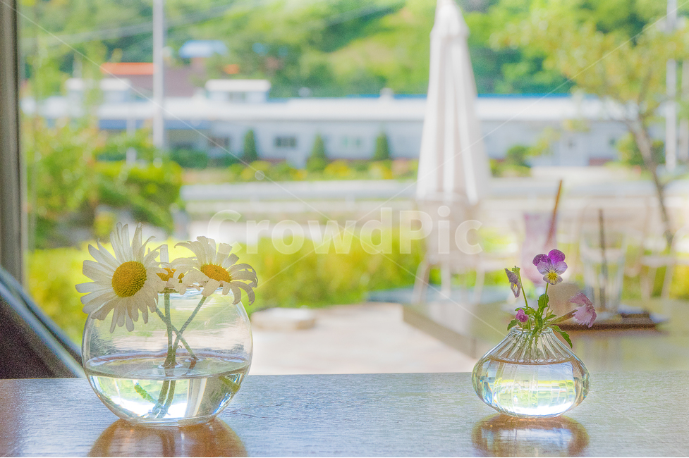 사물,풍경,꽃,flower,여름,꽃,flower,실내용화초,화분,화초,house plant