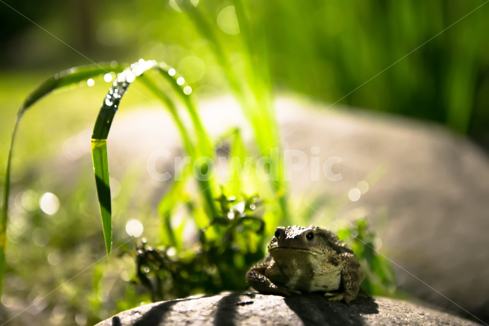 두꺼비,개구리,동물,개굴,초록,동물,animal,파충류,양서류,reptile,amphibian,휴식,힐링,rest,relaxation,healing