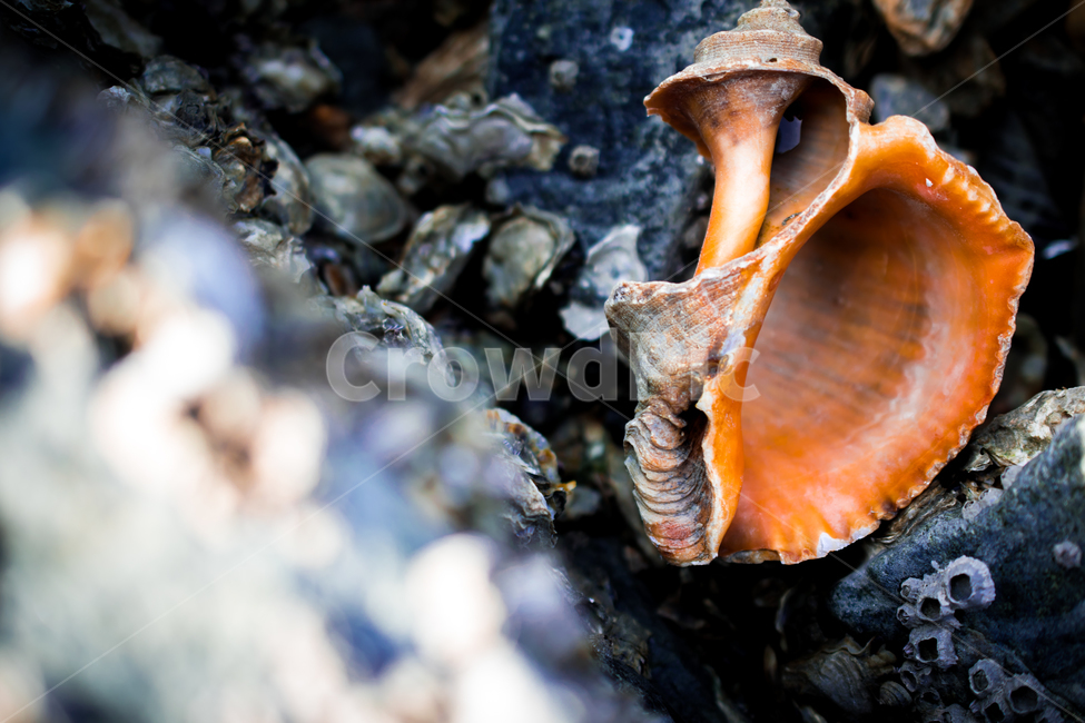 바다,소라,죽음,흔적,ocean,conch,dead,sea