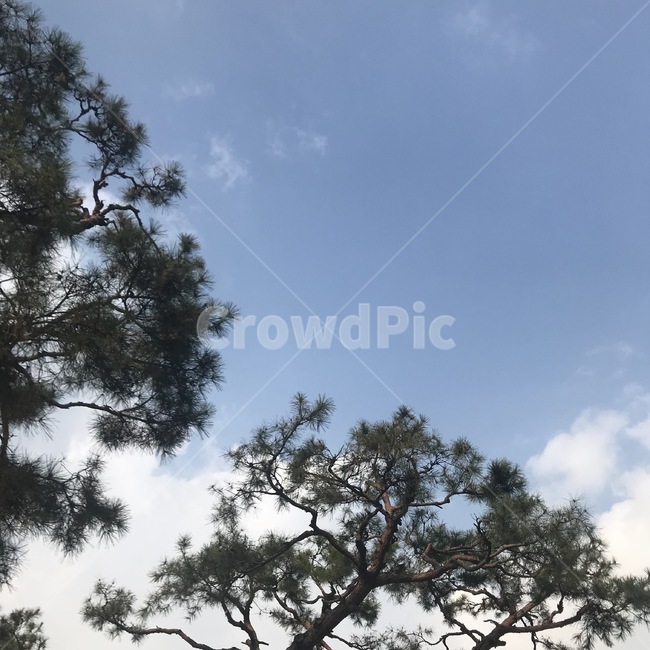 소나무,하늘,가을,감성,글배경,자연,풍경,nature,landscape,tree,나무,plant,식물