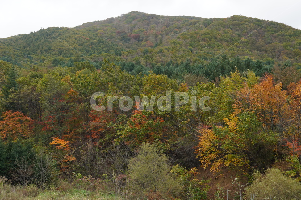 nature,자연,outdoors,옥외,tree,식물,plant,나무