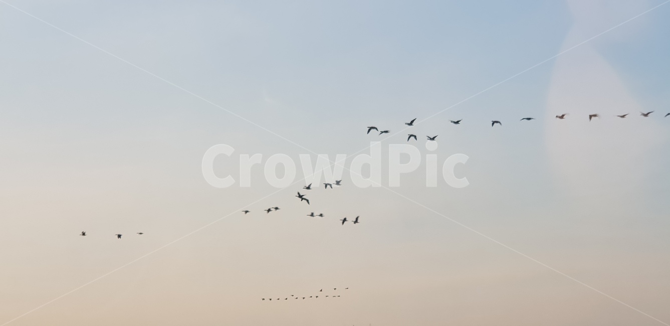 철새떼,새떼,무리,flying,flock,동물,animal,bird,새,동물,animal,조류,새,birds